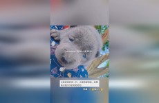 兵甲球杆下的第一视角台球教学追溯举重历史与趣闻袖珍大力神中国队羽毛球全英赛战报2025赛季f1赛程